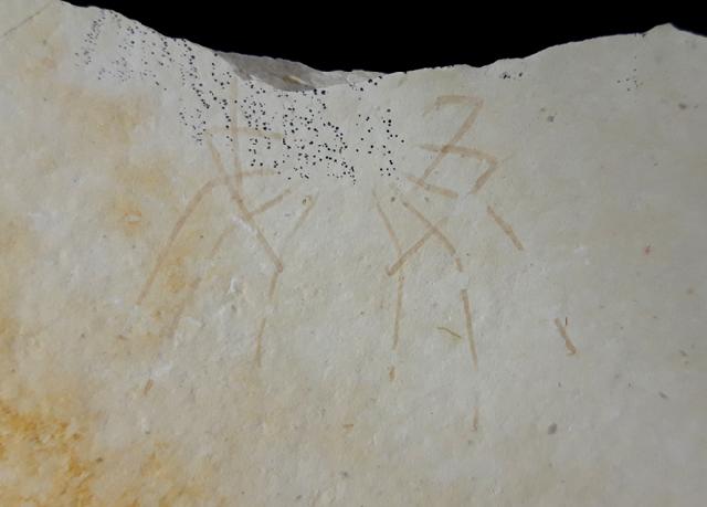 Phalangites priscus POLZ 1987 - Bild © FossNet FossilienStore